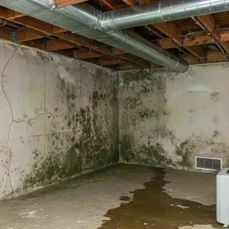 Professional Mold Removal in Caruthersville, MO